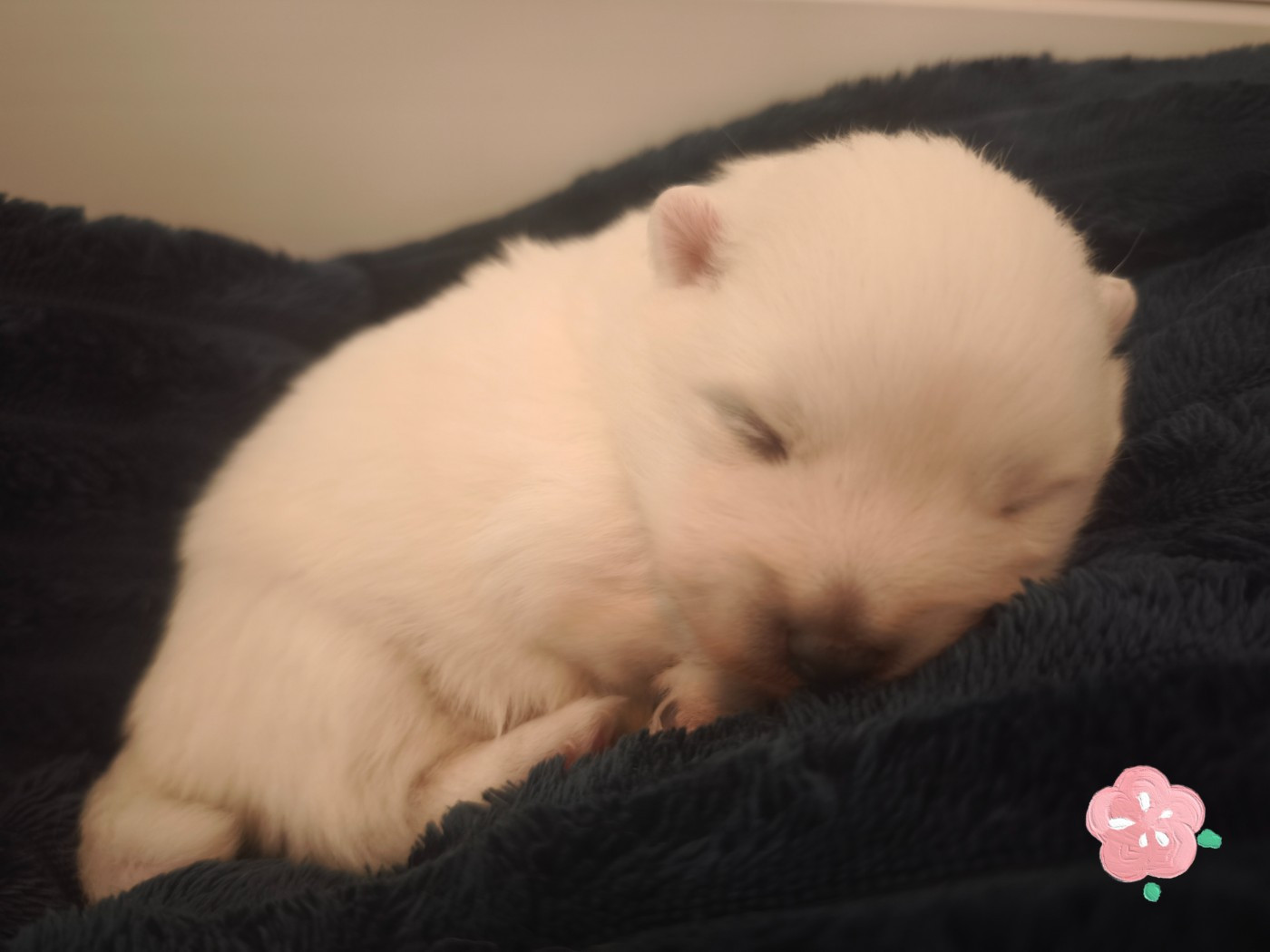 Kami No Ookami - Chiots disponibles - Spitz japonais