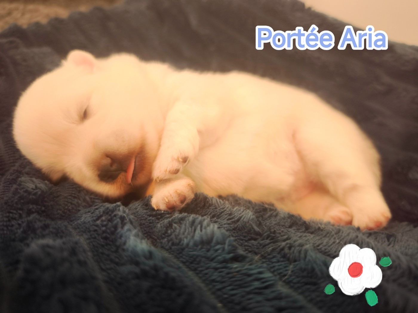 Kami No Ookami - Chiots disponibles - Spitz japonais