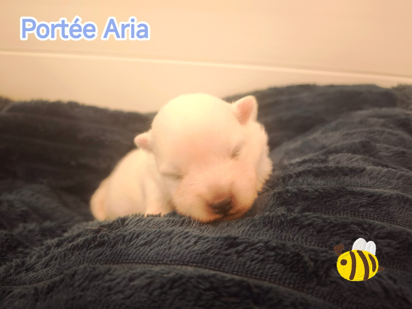 Kami No Ookami - Chiots disponibles - Spitz japonais