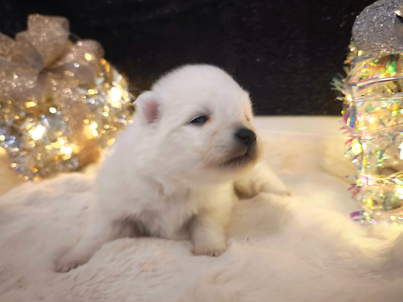 Kami No Ookami - Chiots disponibles - Spitz japonais