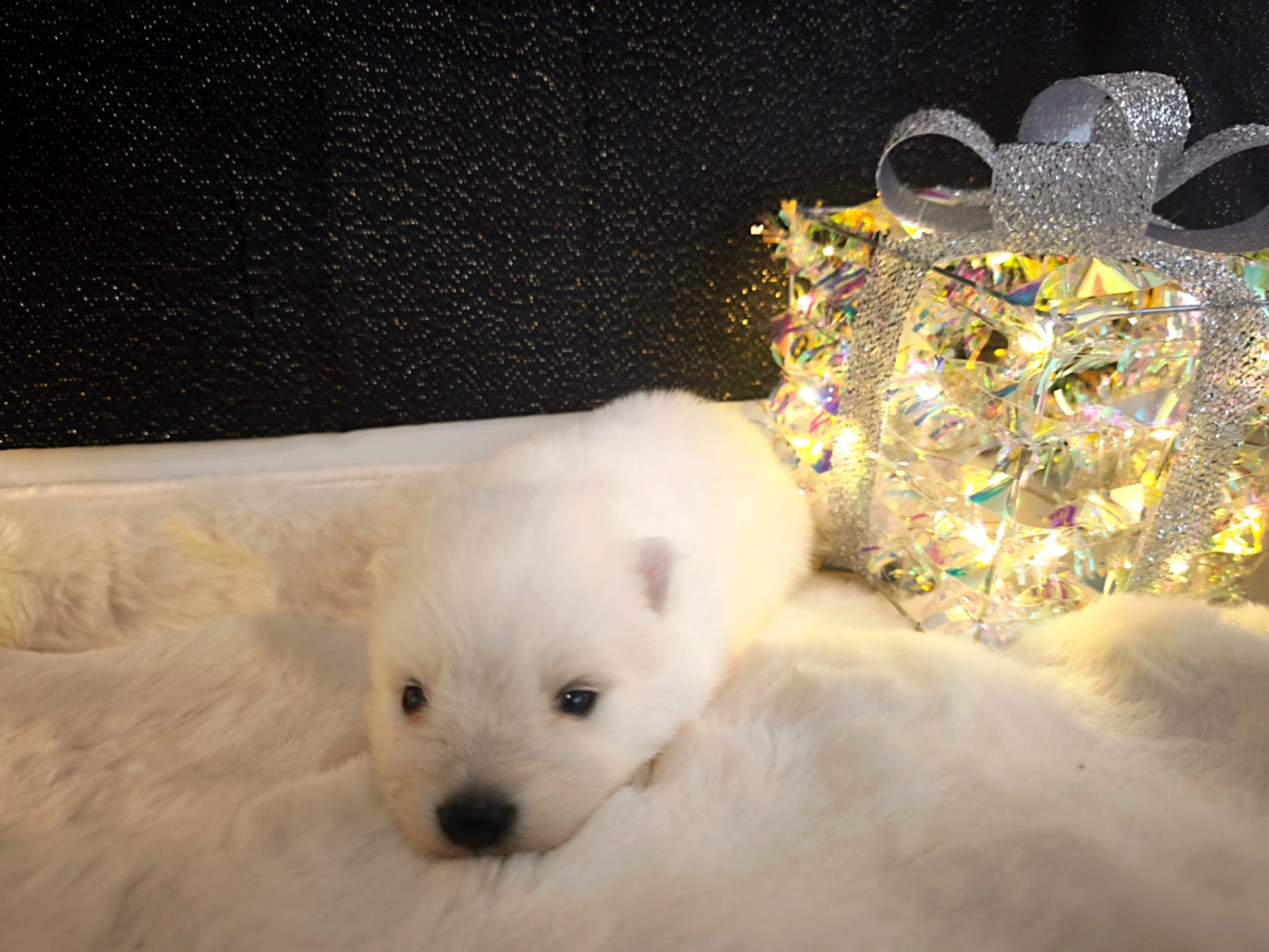 Kami No Ookami - Chiots disponibles - Spitz japonais