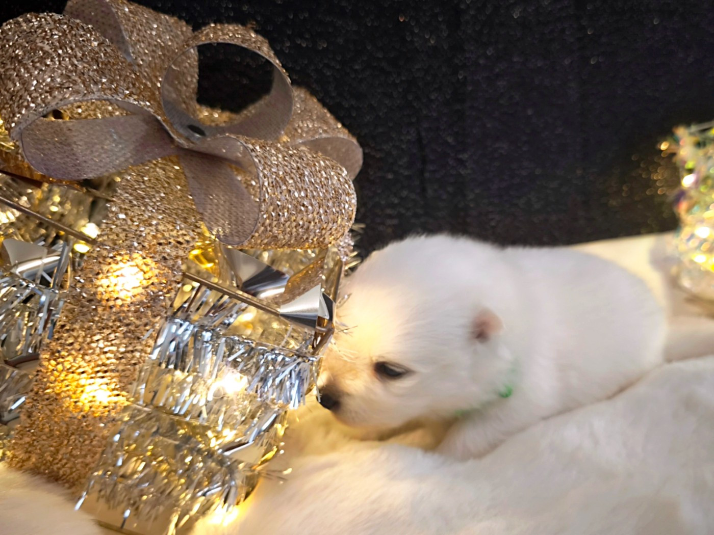 Kami No Ookami - Chiots disponibles - Spitz japonais