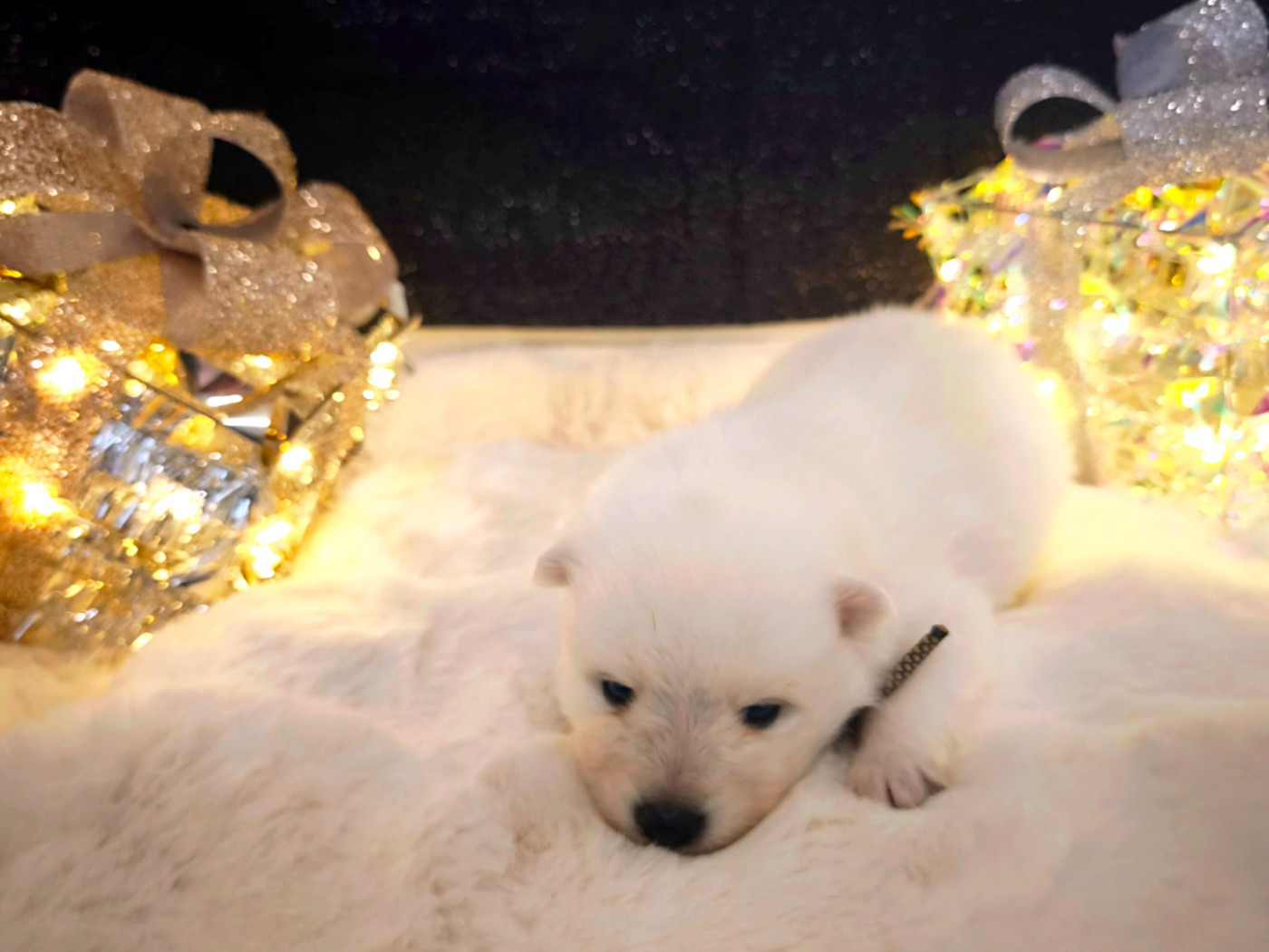 Kami No Ookami - Chiots disponibles - Spitz japonais