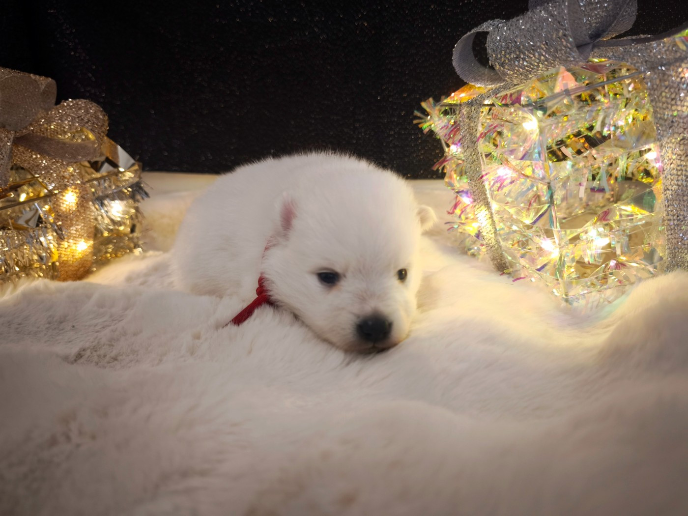 Kami No Ookami - Chiots disponibles - Spitz japonais