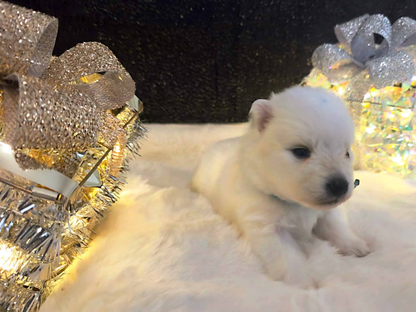 Kami No Ookami - Chiots disponibles - Spitz japonais