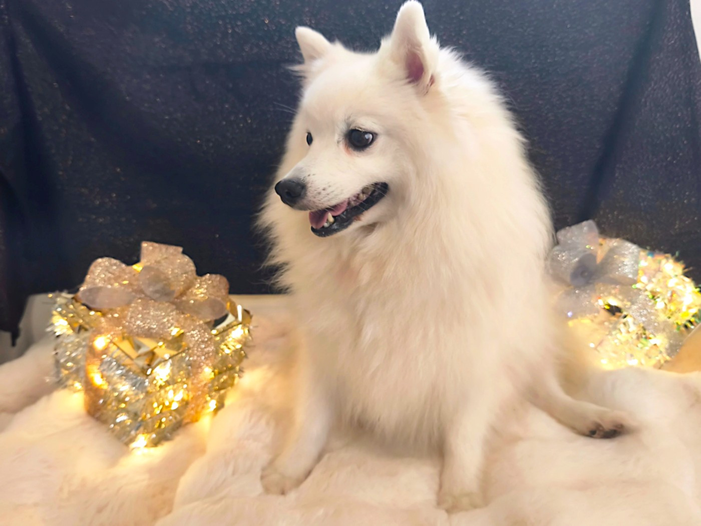 Chiot Spitz japonais Kami No Ookami