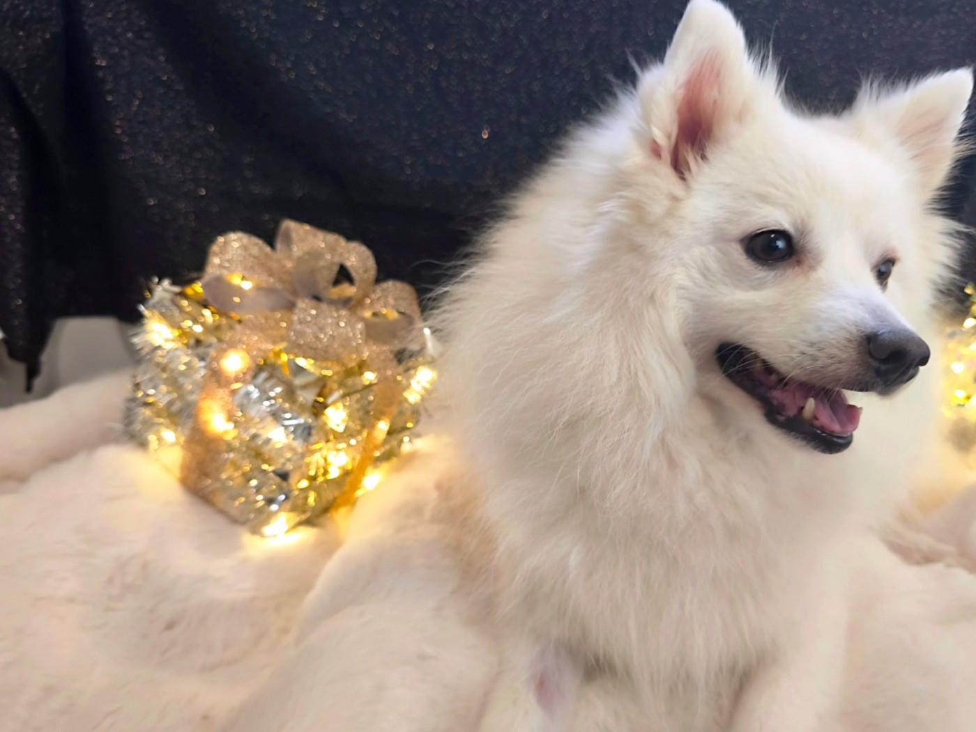 Kami No Ookami - Spitz japonais - Portée née le 14/11/2025