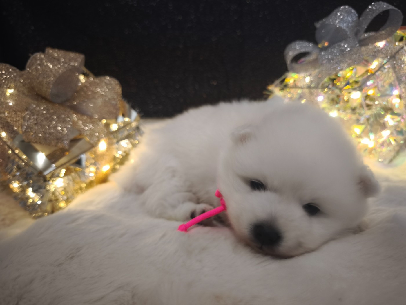 Kami No Ookami - Chiots disponibles - Spitz japonais