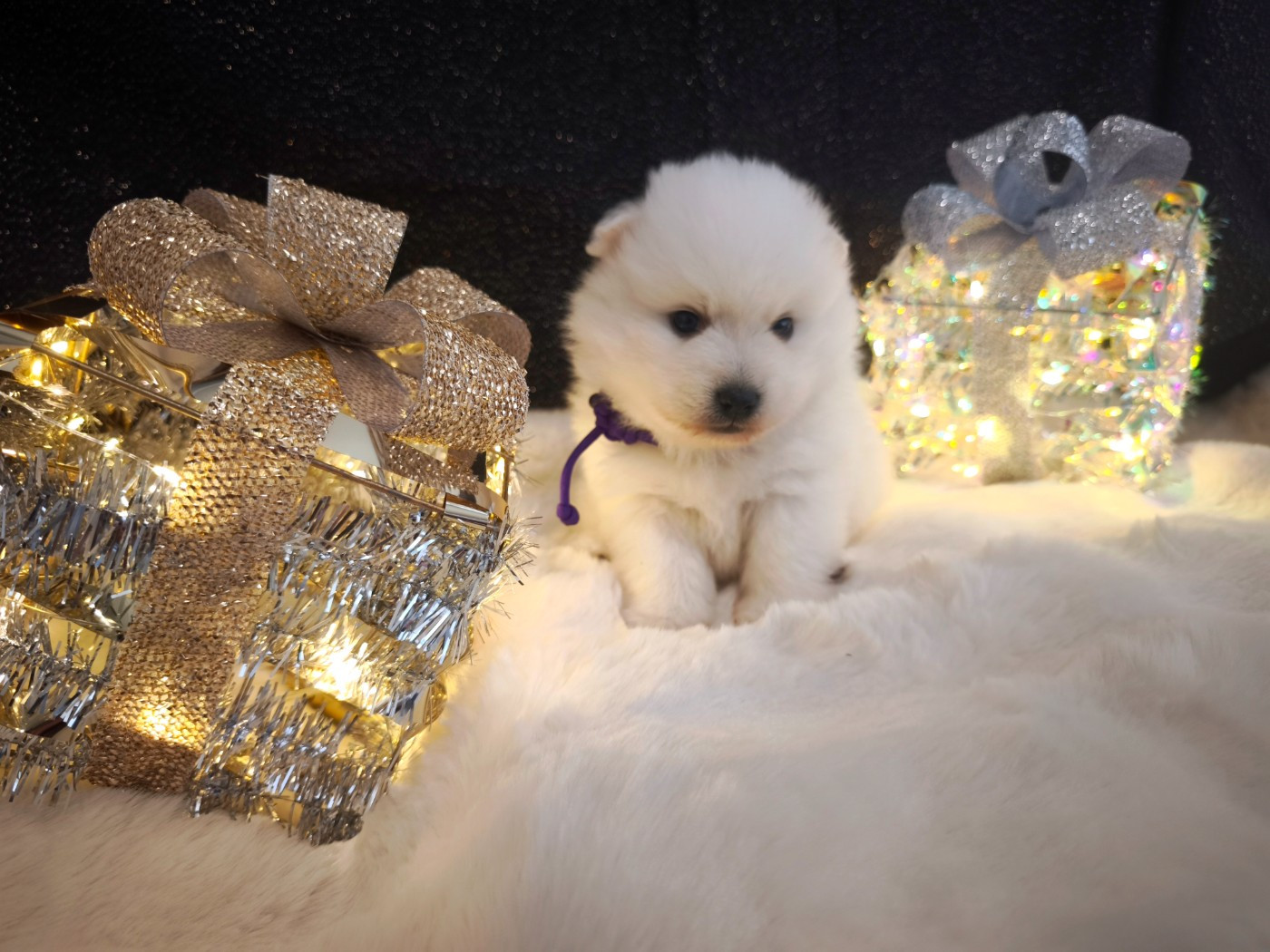 Kami No Ookami - Chiots disponibles - Spitz japonais