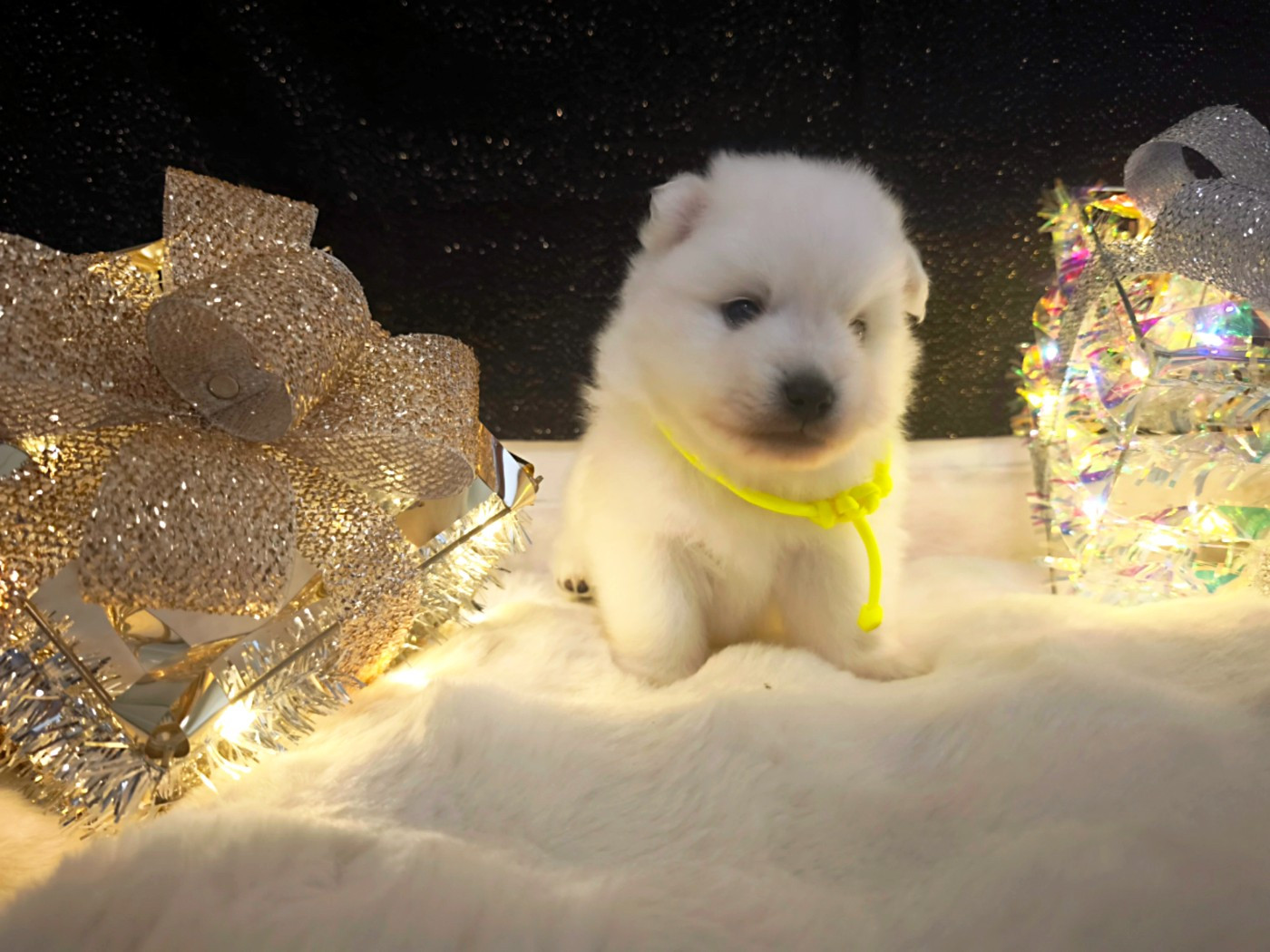 Kami No Ookami - Chiots disponibles - Spitz japonais