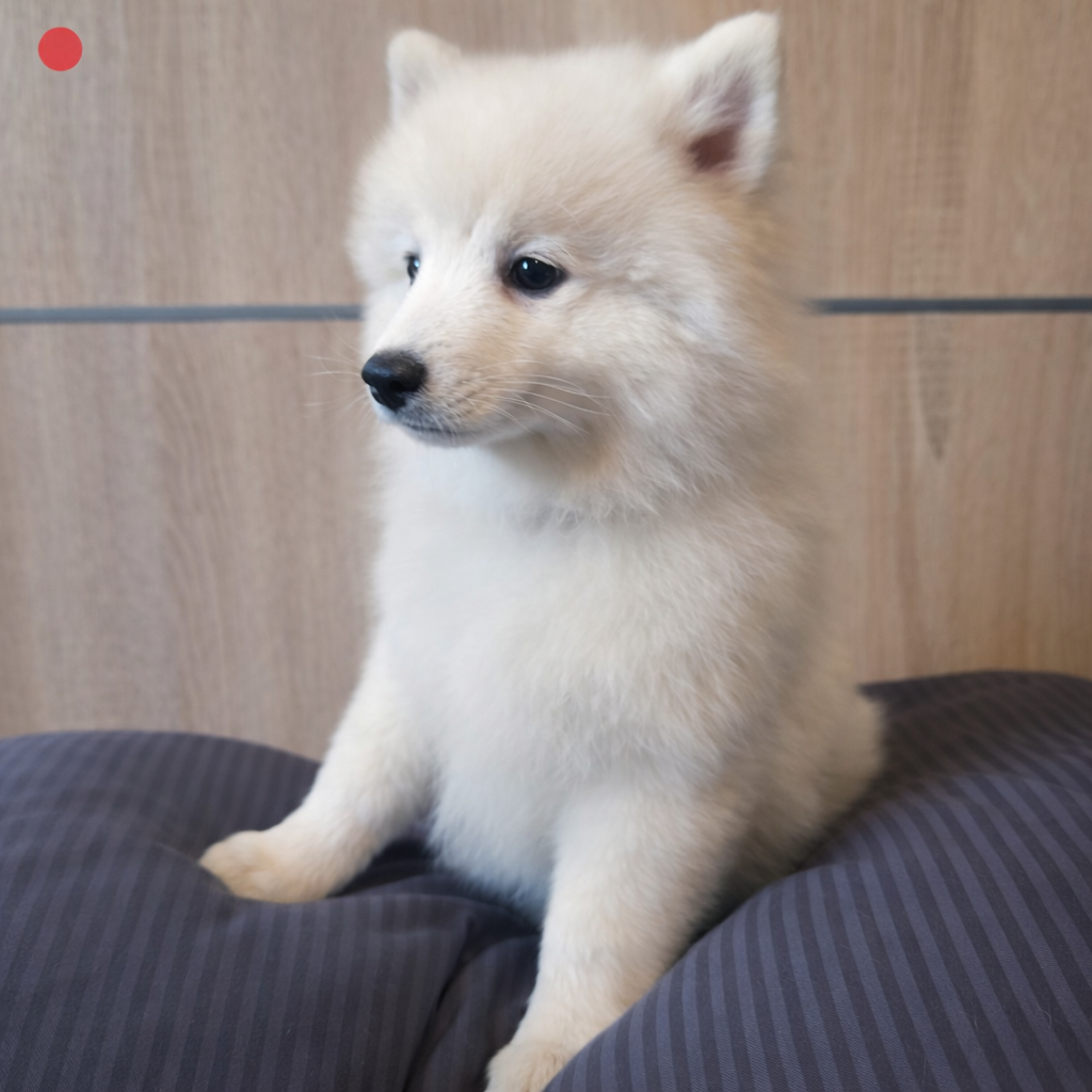 Kami No Ookami - Chiots disponibles - Spitz japonais
