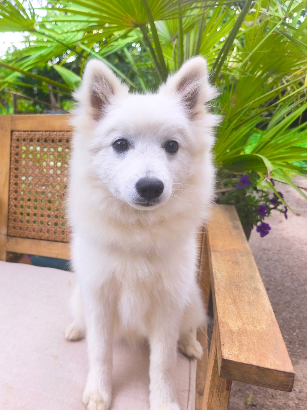 Kami No Ookami - Chiots disponibles - Spitz japonais