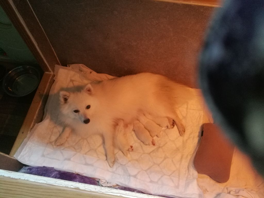 Chiot Spitz japonais Kami No Ookami